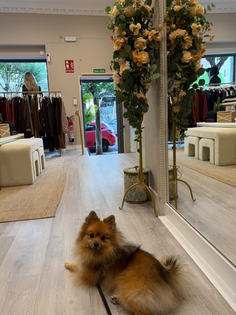 El perro de la tienda tumbado en la entrada, con la puerta a la calle al fondo