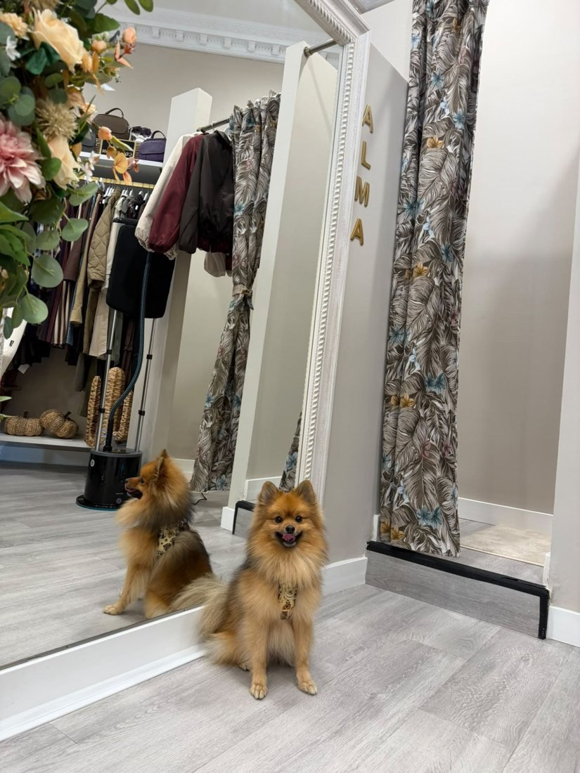 El pomerania de la tienda sentado junto al espejo del probador